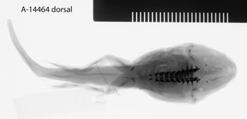 Media type: image;   Herpetology A-14644